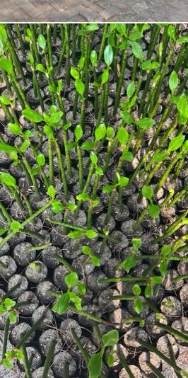 Mangrove Nursery